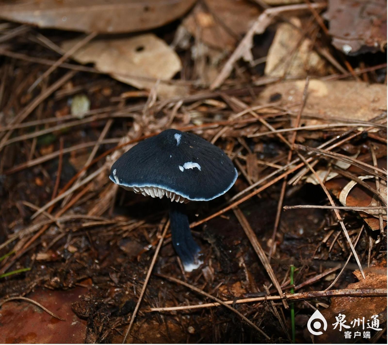 成都发现五种四川新记录苔藓物种，生态多样性的新发现