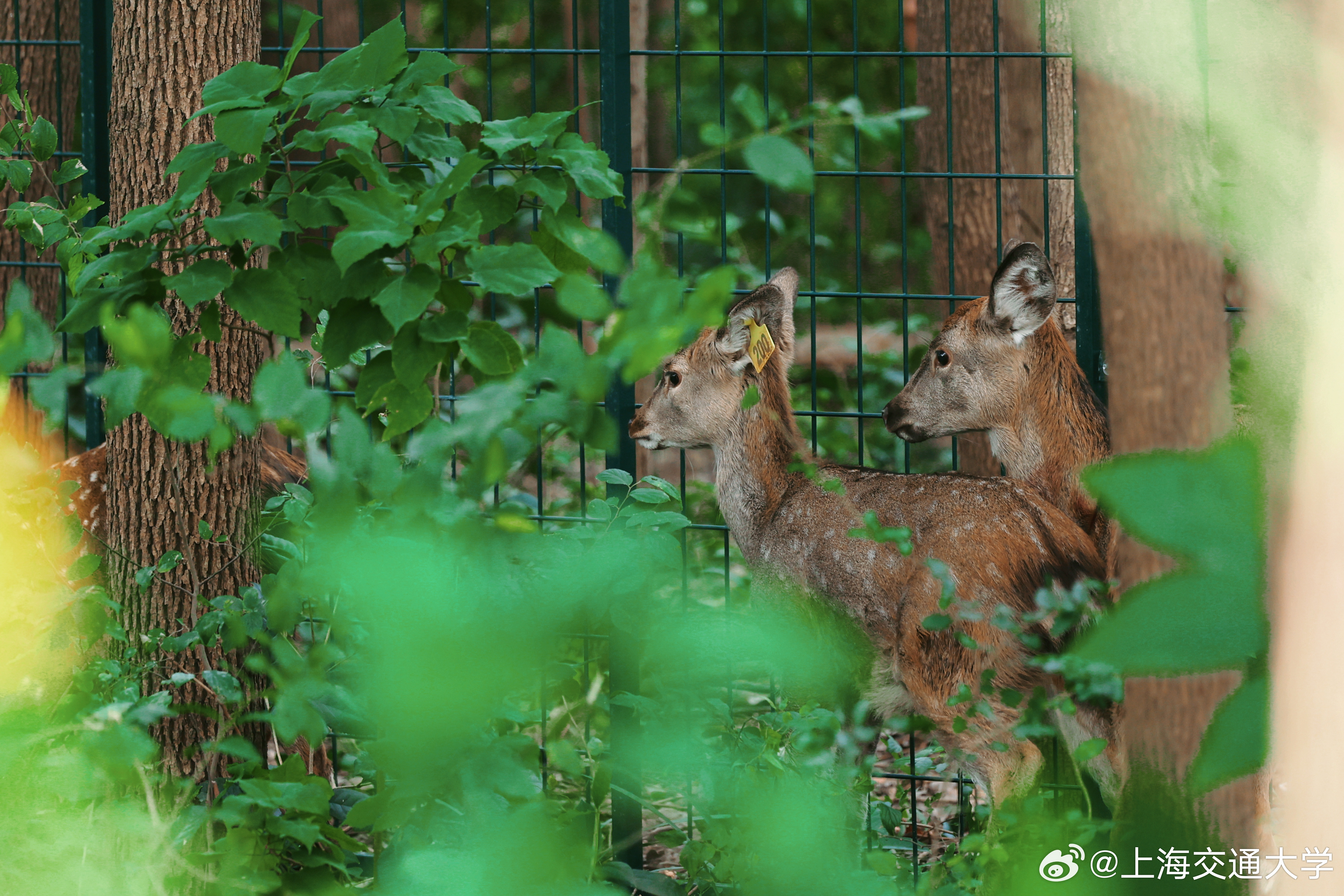 数百人涌入上海交大看小鹿