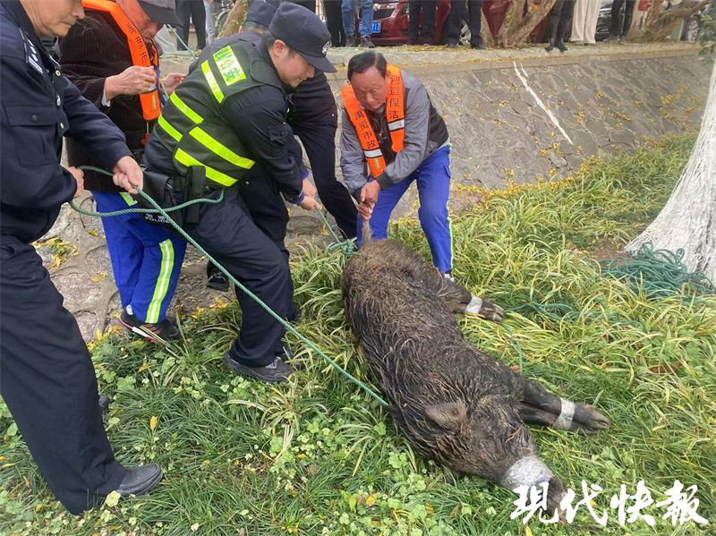 长江网红小岛惊现大野猪，生态探险遭遇保护挑战