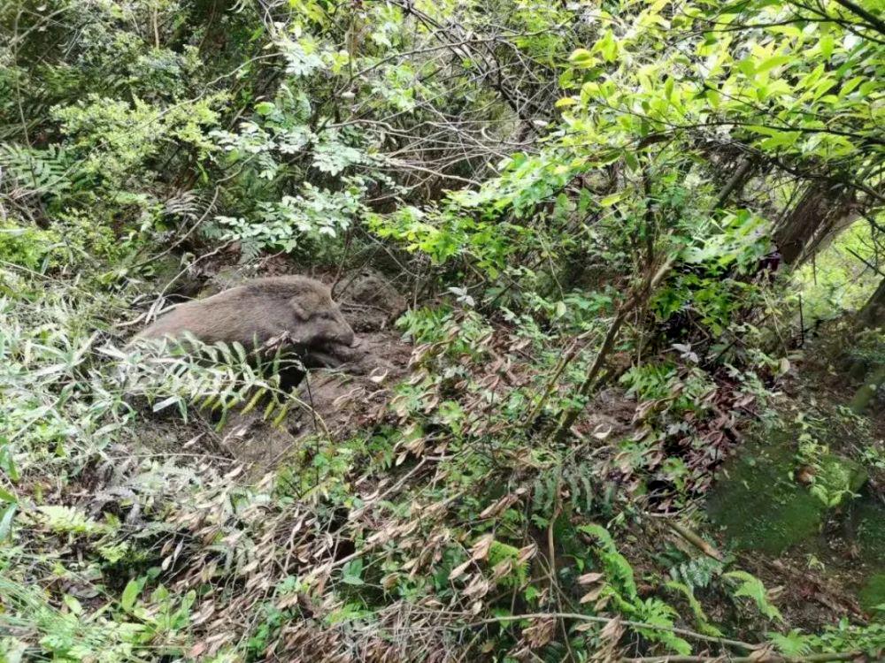 生态失衡引发乡村危机，野猪入侵村庄，新坟遭破坏，逝者衣物遭践踏