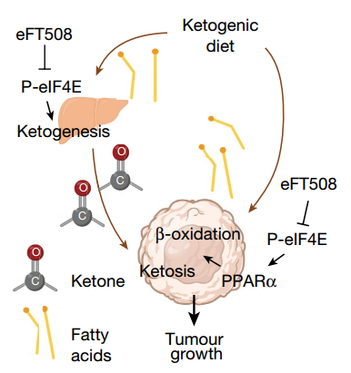 生酮饮食能否对抗癌细胞？——科学解读与误区解析