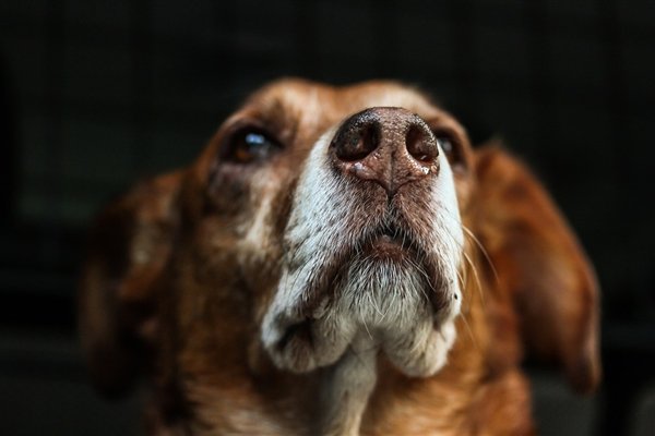 美国男星遗体遭爱犬啃食事件，悲剧背后的反思与教训