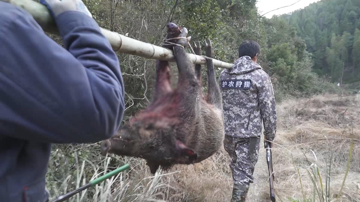 男子暂时收养蹭吃野猪，人与自然和谐共处之道探索