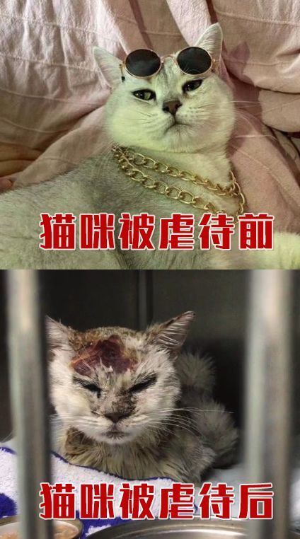 大学生虐猫事件揭示生命教育的缺失