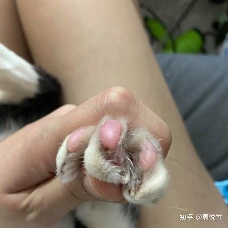 猫咪遭遇睡衣勾爪挑战芭蕾舞步，意外演绎优雅瞬间