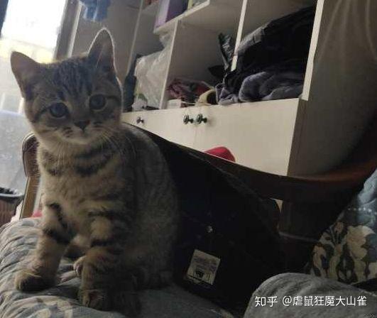 狸花猫智商揭秘，探究猫科智慧的新视角