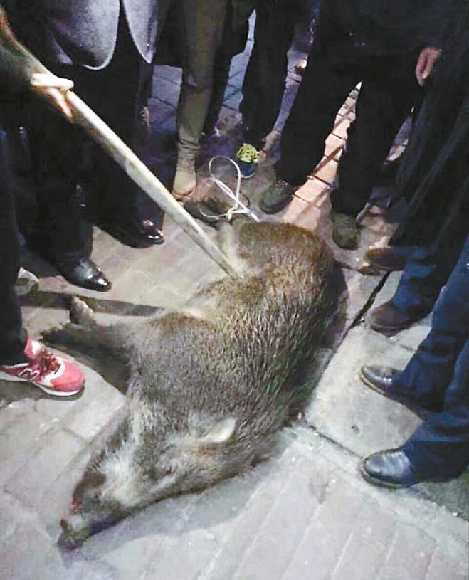 野猪闯入饭馆，一场意外遭遇的惊险故事