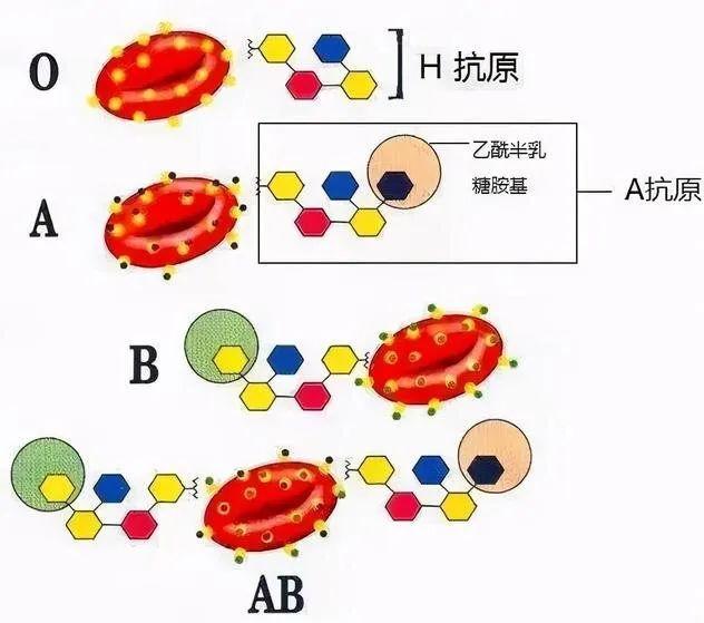 云南发现神秘恐龙血，探寻人类与古老生物的神秘血脉联系