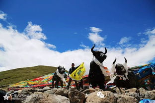 网友西藏林芝偶遇姜子牙坐骑，神秘之旅揭秘传奇经历