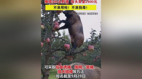 野猪与赏金猎人，丛林博弈的危险交汇