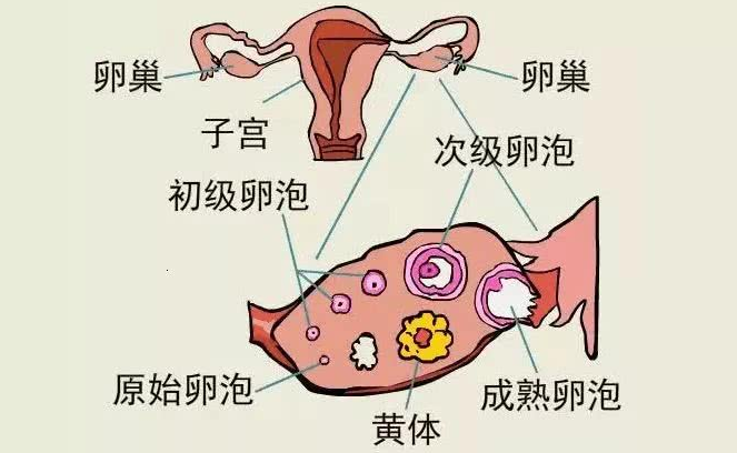 夫妻玩闹引发黄体破裂的警示与教训