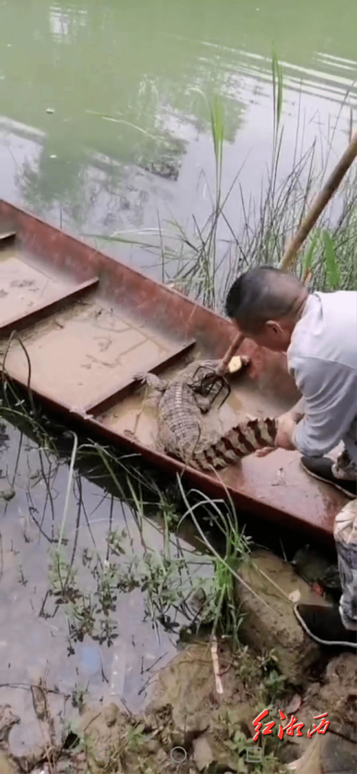 洞庭湖畔惊现疑似鳄鱼踪迹，探寻背后的真相故事