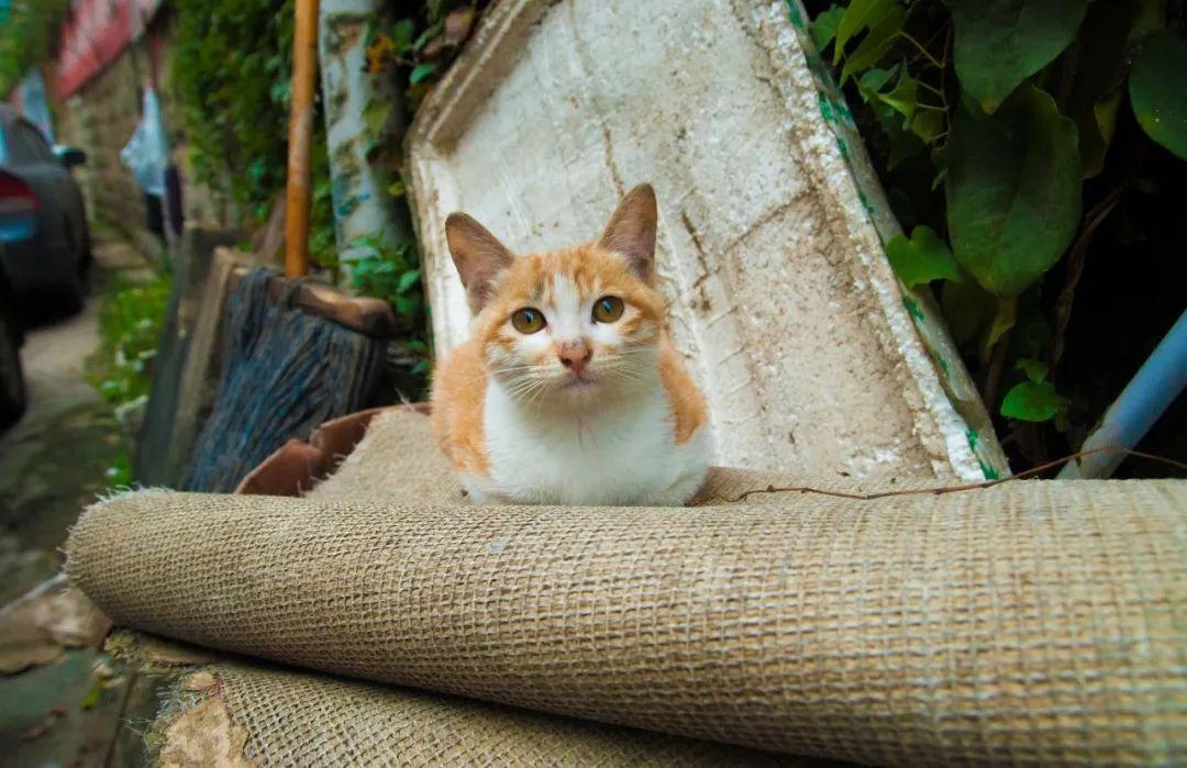 中国狸花猫的独特自然魅力与独特之处