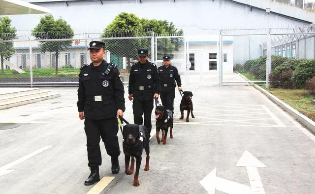 云南警犬因工作状态不佳遭通报批评，探寻人与动物职场共融之道