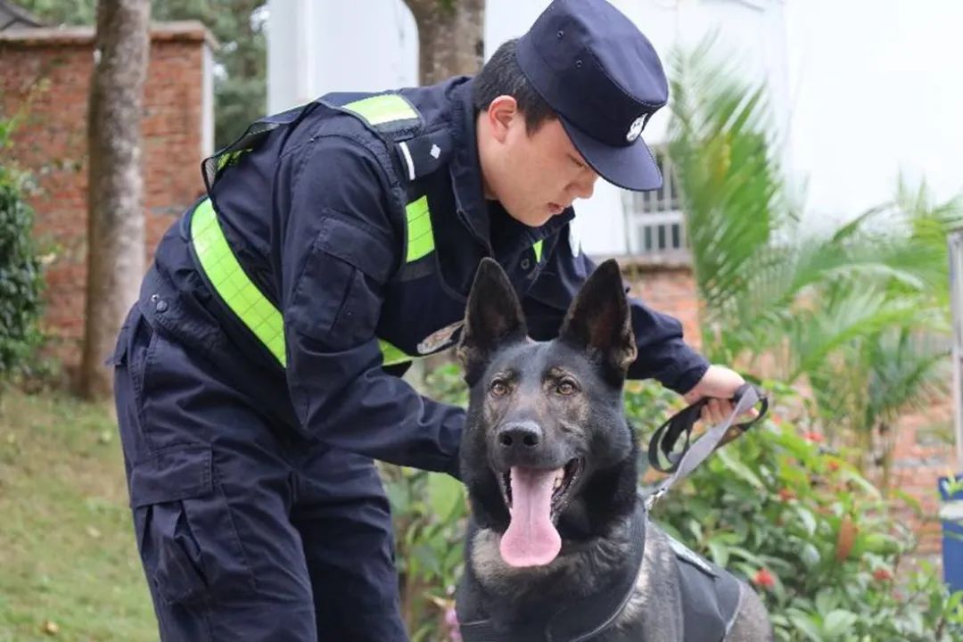 云南警犬连续四周遭基地通报背后故事引人深思