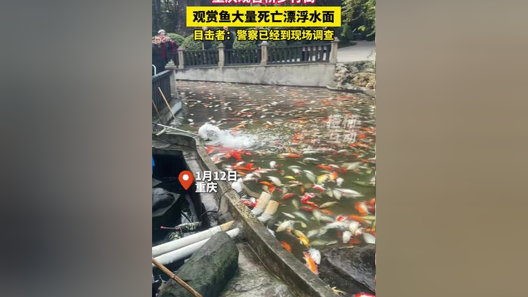 重庆观音桥步行街观赏鱼大片死亡事件，悲剧与反思