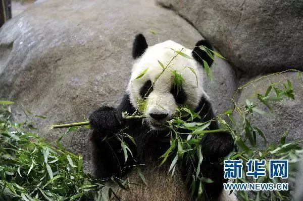 老虎饿成皮包骨事件引发关注，动物园回应及社会反思