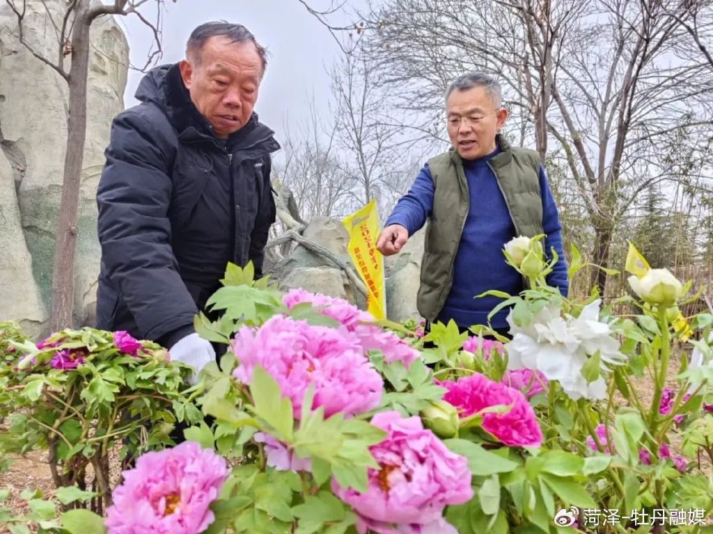 菏泽牡丹销售火爆