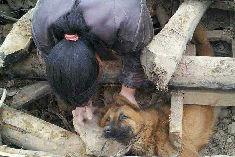 地震后狗狗瞬间认出救命恩人，重逢的瞬间感动心灵