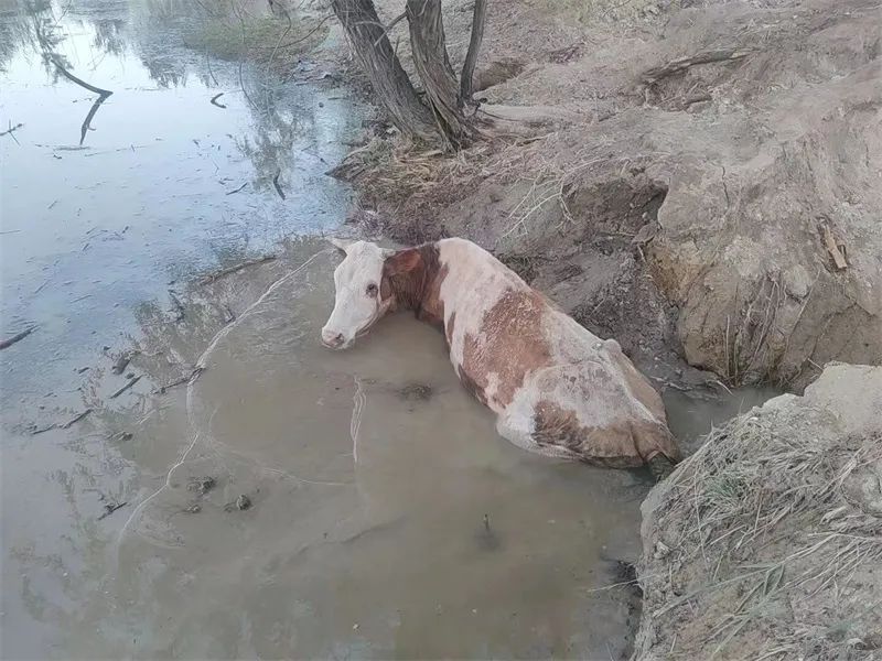 小牛落难水沟，母牛哀鸣呼唤人间温情救援