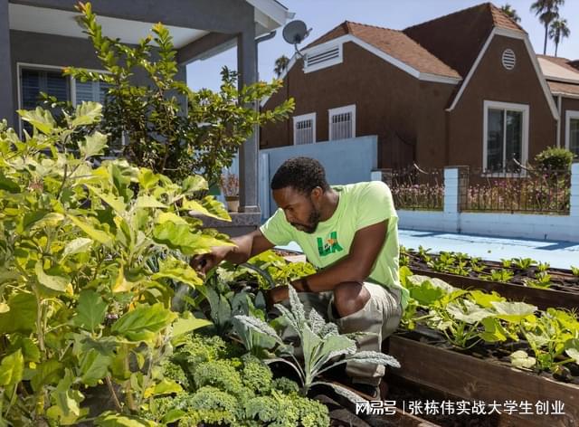 美国掀起屋前屋后种菜热潮，居民自发开展绿色革命