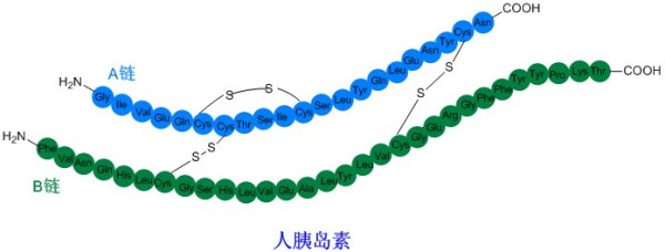 探究胰岛素特性，人类为何尚未发明口服胰岛素及其面临的挑战