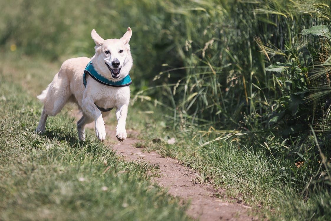 女孩串门遭遇猛犬狂追惊魂记