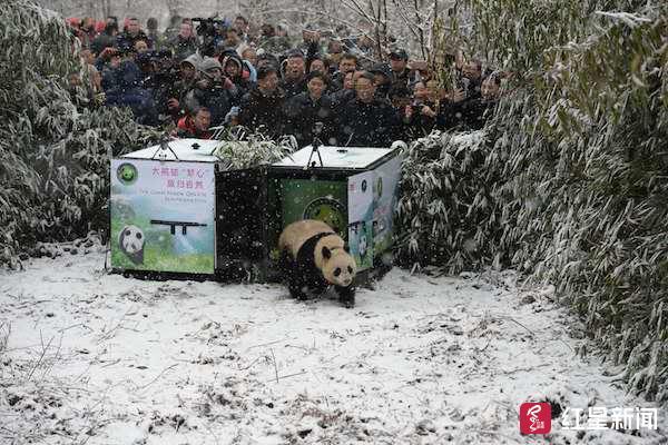 野生大熊猫公路上的奇妙舞姿，自然与文明的和谐交融