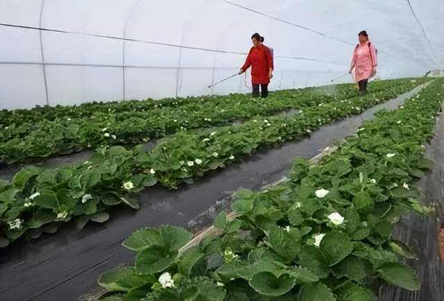 草莓种植中农药使用的误区解析，并非依赖农药就能实现增产增收